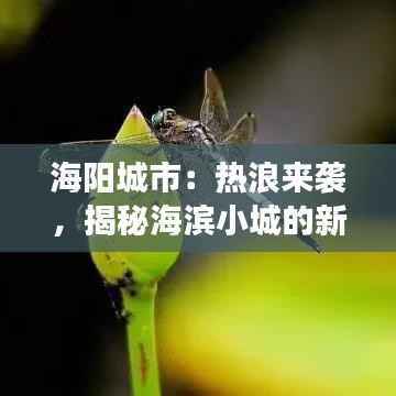 海阳城市:热浪来袭,揭秘海滨小城的新鲜事儿