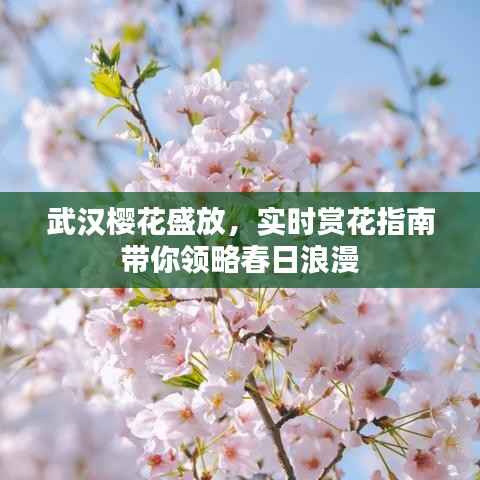 武汉樱花盛放,实时赏花指南带你领略春日浪漫