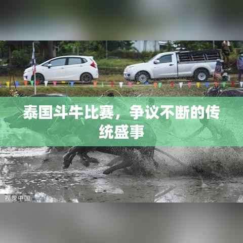 泰国斗牛比赛,争议不断的传统盛事