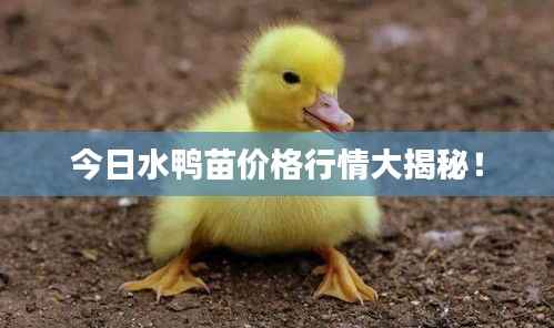 声如洪钟 第2页