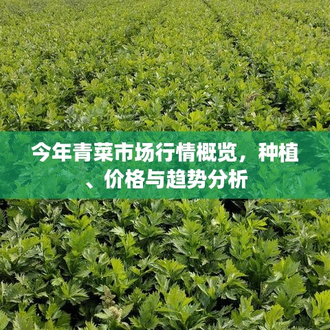 今年青菜市场行情概览，种植、价格与趋势分析