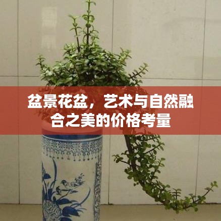 盆景花盆,艺术与自然融合之美的价格考量