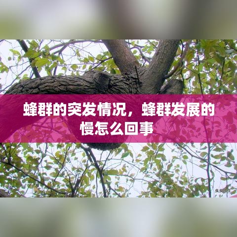 蜂群的突发情况,蜂群发展的慢怎么回事
