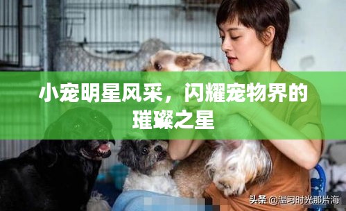 小宠明星风采,闪耀宠物界的璀璨之星