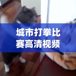 城市打拳比赛高清视频,热血激战,拳拳到肉,震撼视觉盛宴!