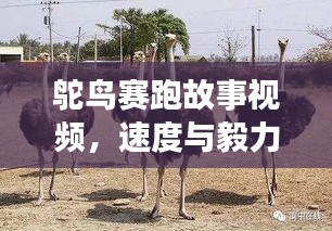 寒蝉僵鸟 第2页