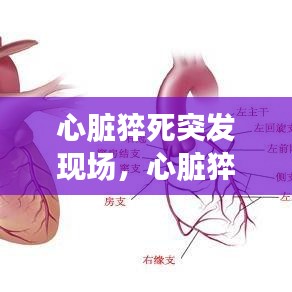 心脏猝死突发现场,心脏猝死病人如果能在几分钟内及时实施初步的抢救措施