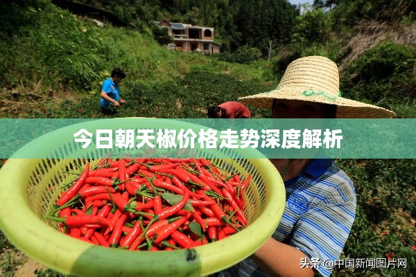 今日朝天椒价格走势深度解析